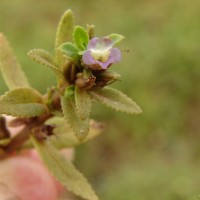Limnophila repens (Benth.) Benth.